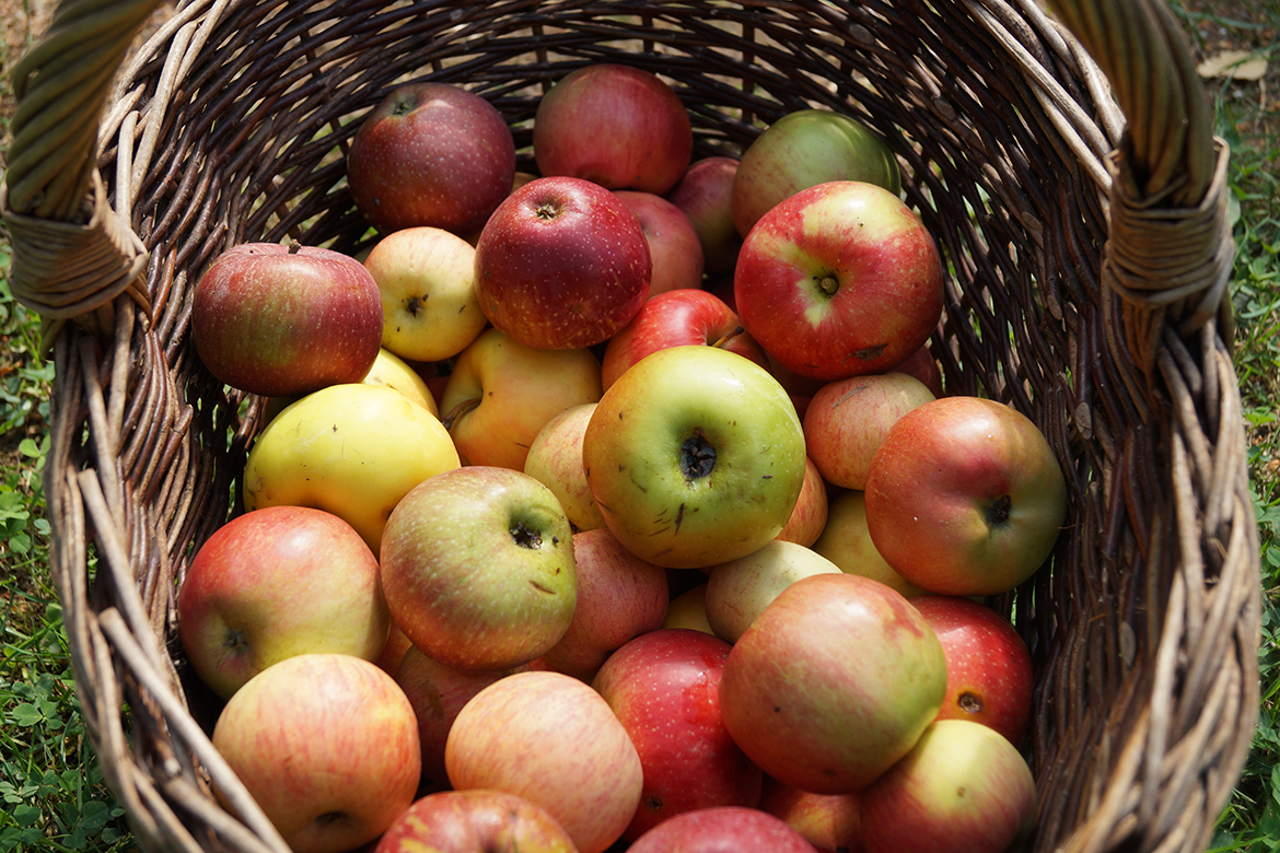 Een gevlochten mand gevuld met rijpe appels is klaar om verwerkt te worden.