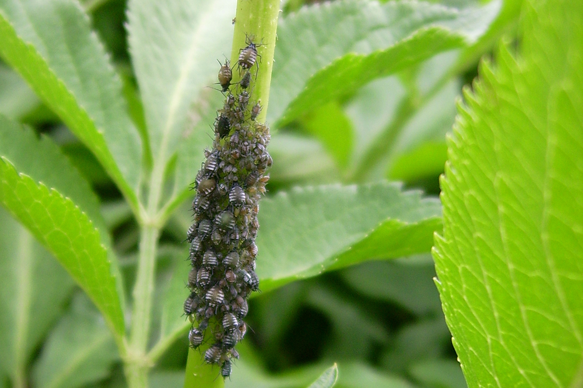 Een close-up laat de verschillende bladluizen zien die de plant hebben aangetast.