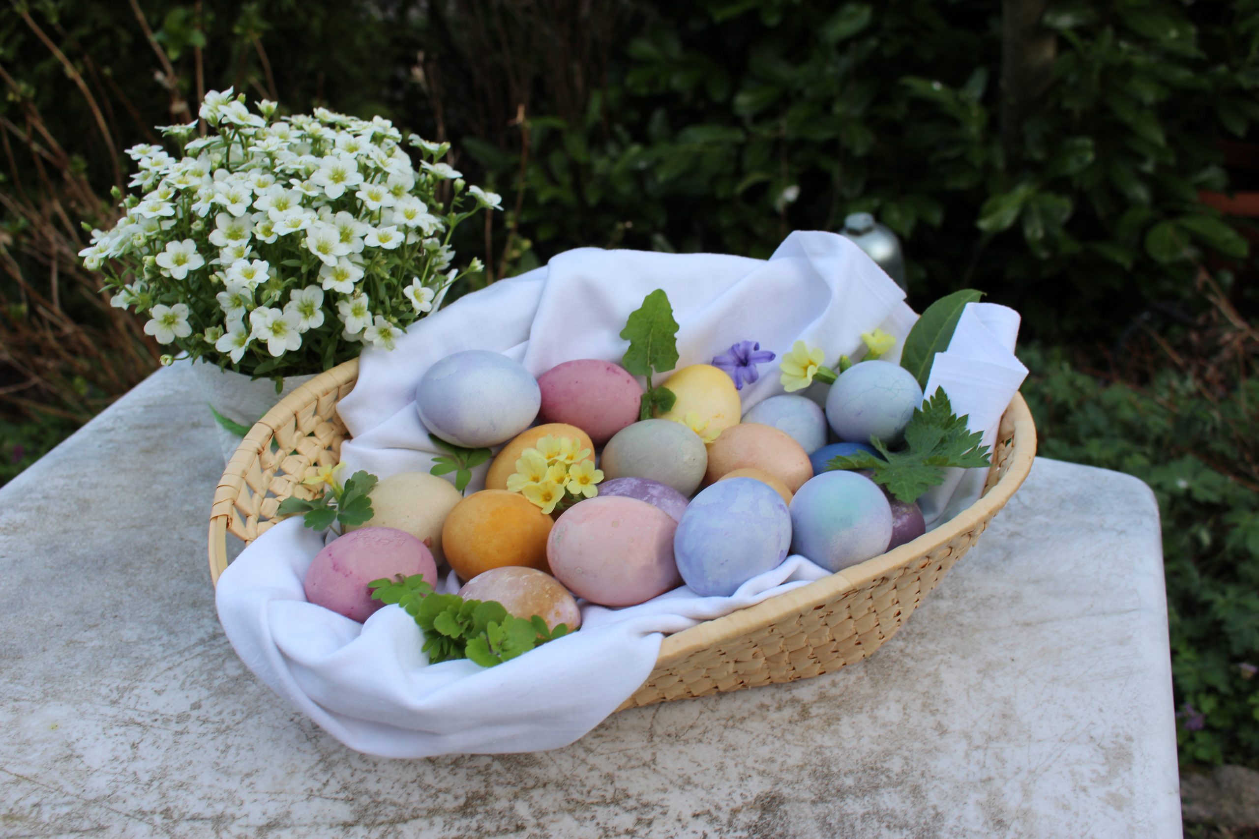 Het verven van paaseieren met plantaardige materialen resulteert in mooie pastelkleuren.