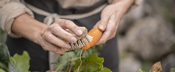 Eine selbst angebaute Karotte wird mit einer Gemüsebürste geputzt.
