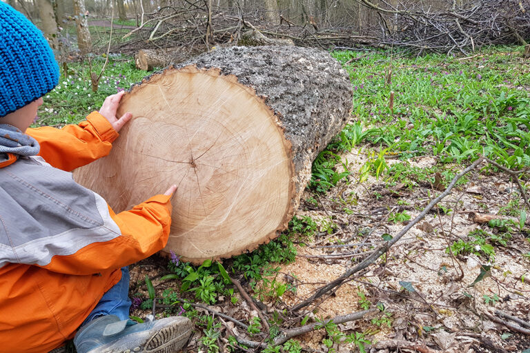 Kind zit geknielt voor een gevelde boom en wijst naar de jaarringen.