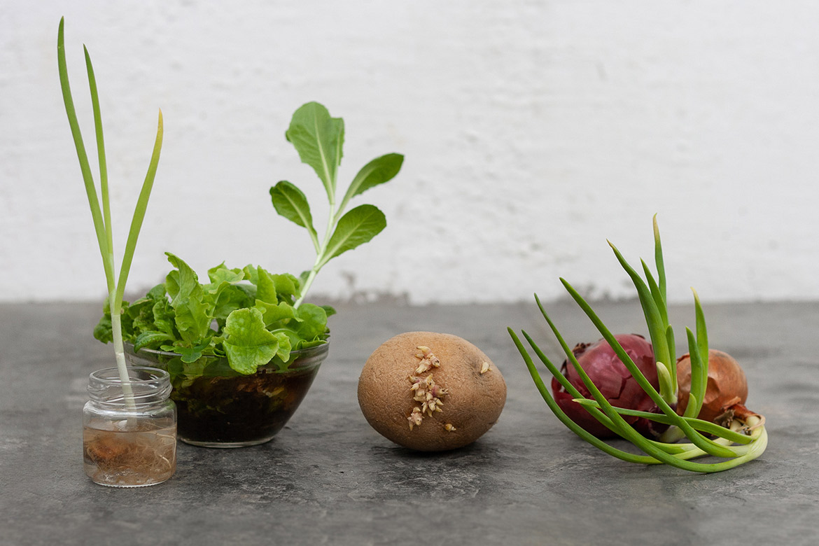 Lente-ui en sla in een waterglas, een aardappel met uitlopers en uien met veel groene scheuten