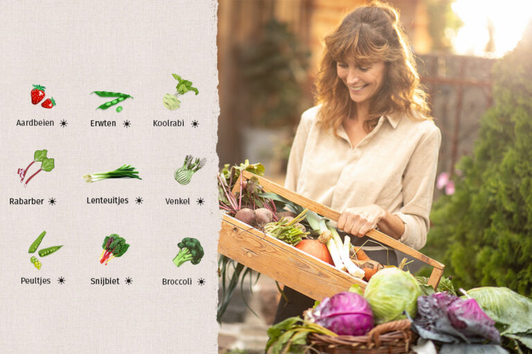 Links op de foto is de seizoenskalender van juni afgebeeld, rechts een vrouw die groenten draagt in een houten kist.