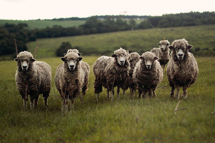 Een kleine groep merinoschapen staat in een weiland.