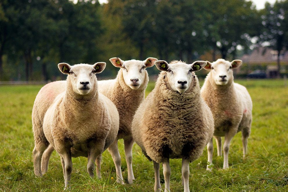 Vier schapen staan in een groen weiland.