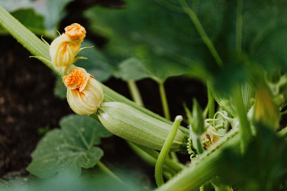 De eerste vruchten rijpen aan een courgetteplant in de tuin.