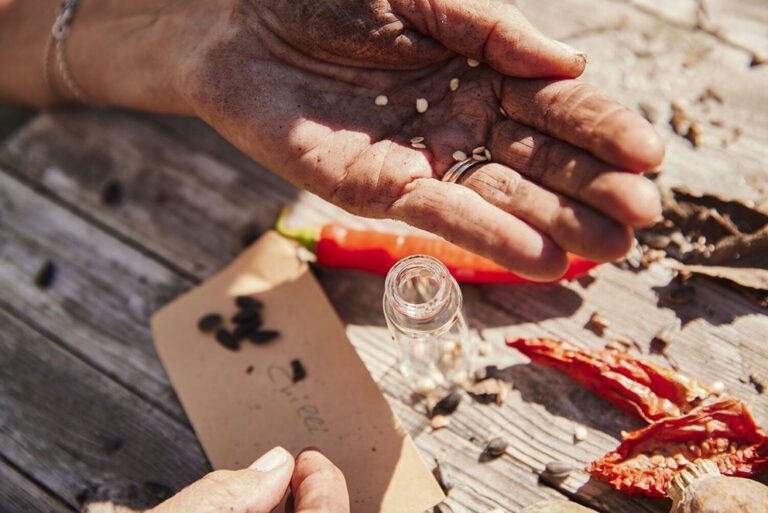 In de ene hand ligt zaad dat uit een Spaanse peper is geschraapt.