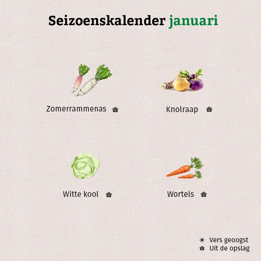 De grafiek voor de seizoenskalender van januari toont wortelen, witte kool, knolraap en rammenas uit de opslag.