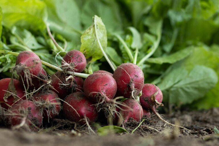 Vers geoogste radijsjes uit de tuin liggen op de grond.