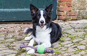 Border Collie met duurzaam hondenspeelgoed