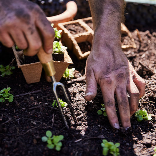 Handen die zaailingen planten