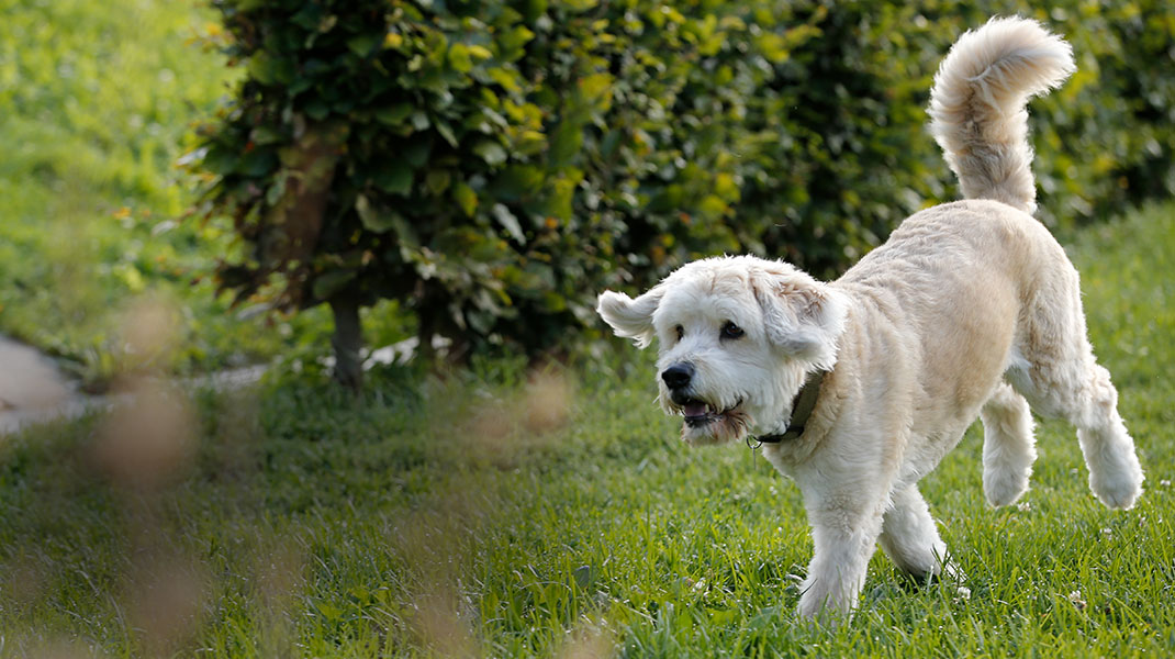 Witte hond rent vrolijk over het grasveld