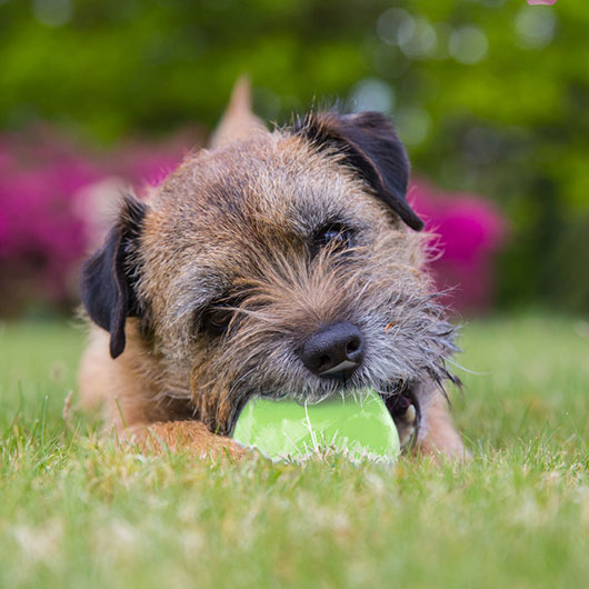 Hond met rubberen bal op grasveld