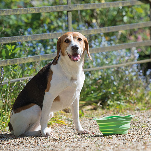 Hond met drinkbak voor onderweg