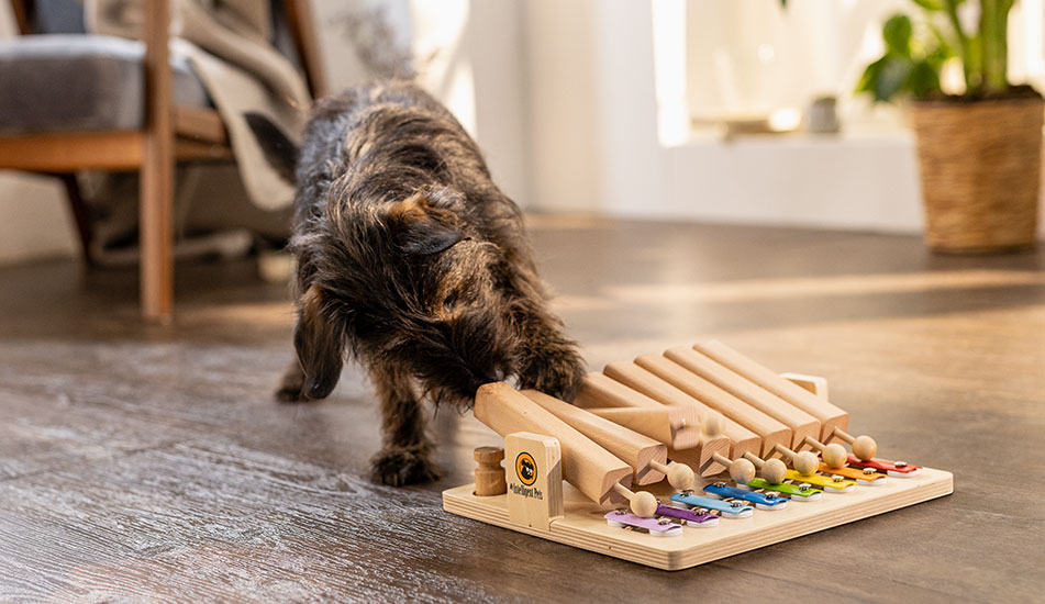 Hond speelt met de Pet's Piano in de woonkamer