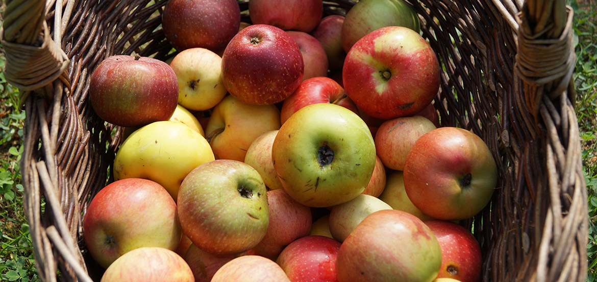 Hier zie je preview van het magazine-artikel over appelverwerking