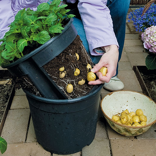 Potato Pot om aardappelen aan te bouwen op het balkon.