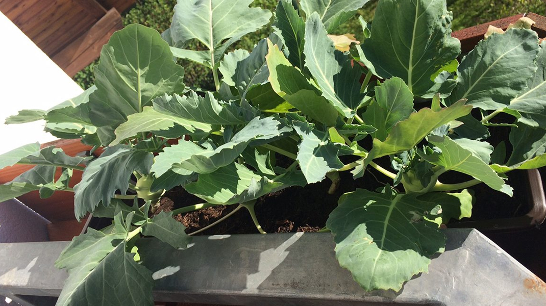 Lees in ons Waschbär-magazine wat urban gardening inhoudt.