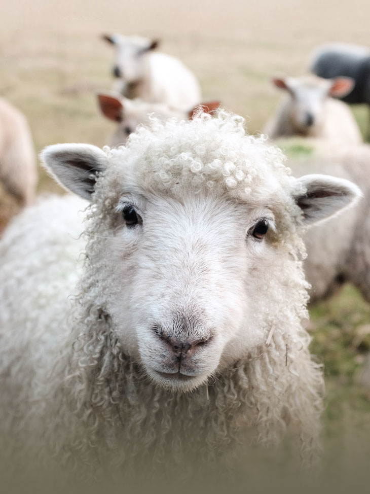 Hoe zet Waschbär zich in voor dierenwelzijn?