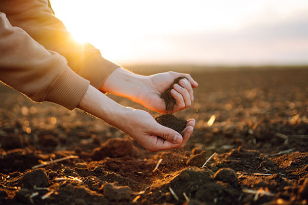 Biologisch zijdeproject in China: Klimaatbescherming met bomen en compost