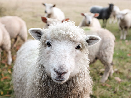 Het welzijn van de schapen ligt ons na aan het hart Het welzijn van de schapen ligt ons na aan het hart