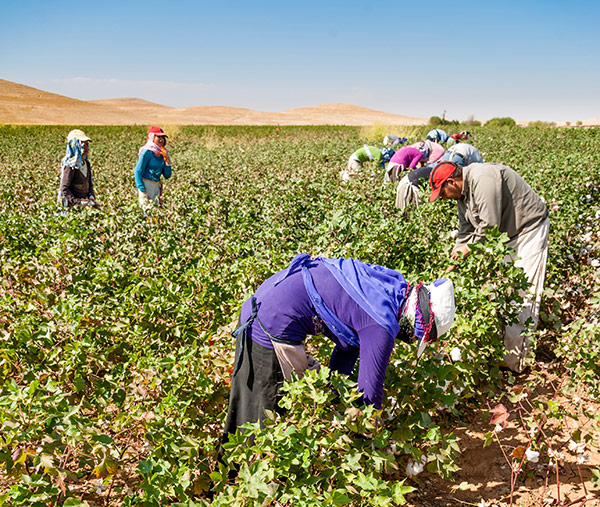 Baumwollpflücker bei der Ernte in Sanliurfa, Türkei Baumwollpflücker bei der Ernte in Sanliurfa, Türkei