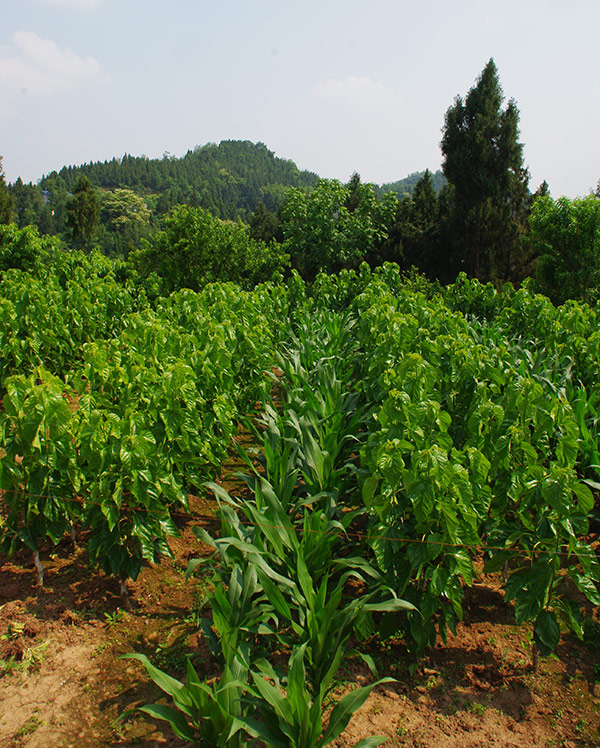 Moerbeiplantage in gemengde teelt met maïs in de provincie Sichuan, China