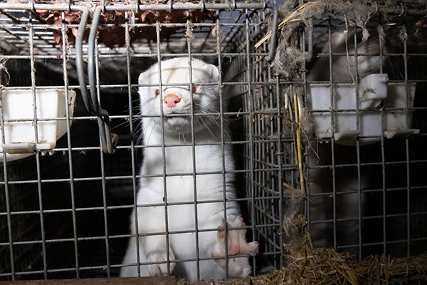 Pelsdierfokkerijen bieden geen diervriendelijke leefomstandigheden.