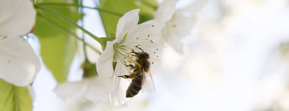 Beschermen van onze biodiversiteit