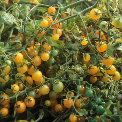 Bio-zaad wilde tomaat geel ''Gelbe Johannisbeere''