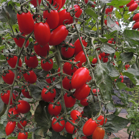 Bio-tomatenzaad ''Donatellina''