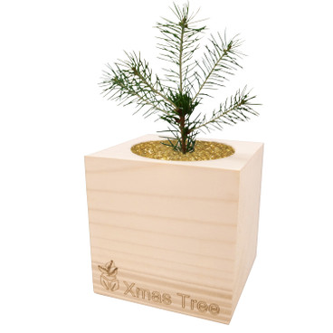 Kerstboom uit de houten box "ecocube"